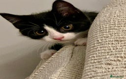 Mixed Breed cats for sale: Fluffy,bengal mixed,energetic kittens - Image 18