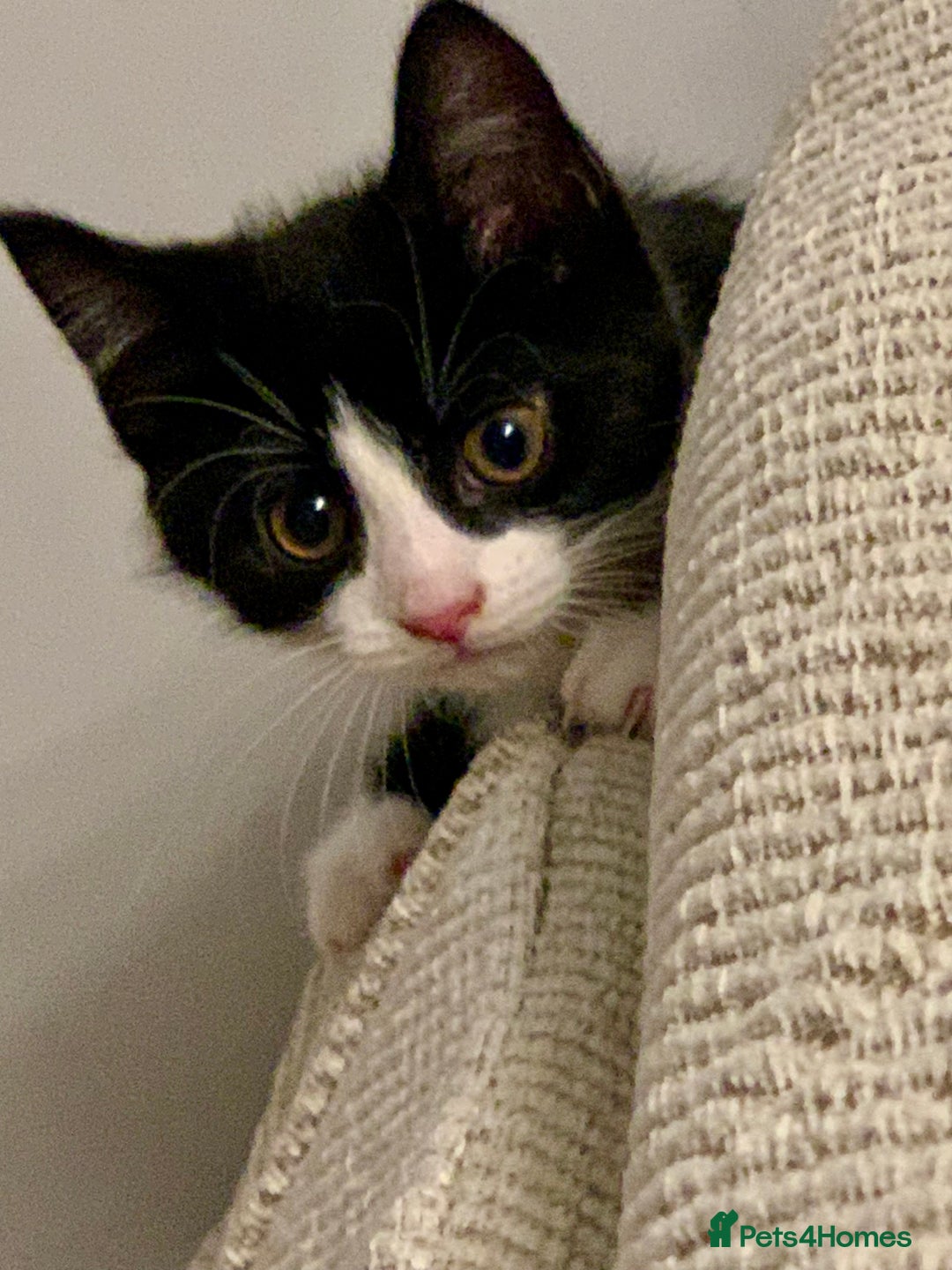 Mixed Breed cats for sale: Fluffy,bengal mixed,energetic kittens - Image 18