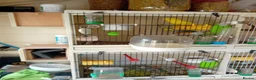 Budgerigars birds for sale: Two pairs of budgies and cages - Advert 5