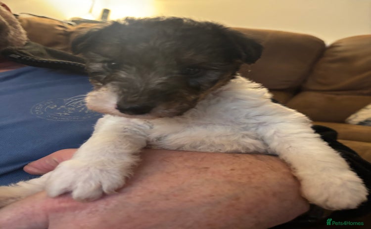 Fox Terrier dogs - Advert 2