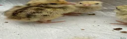 Quail poultry for sale: Coturnix Quail Chicks in Poulton-le-Fylde - Advert 2