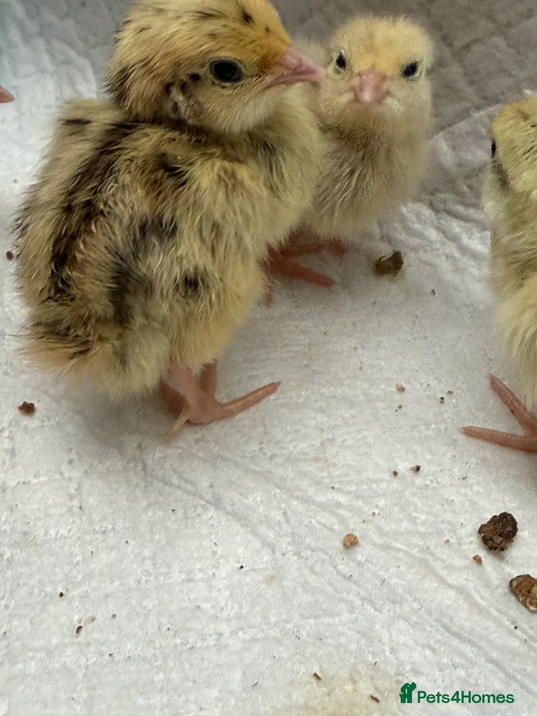 Quail poultry for sale: Coturnix Quail Chicks in Poulton-le-Fylde - Advert 2