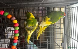 Parakeets birds for sale: Green pied pair kakarikis - Image 4