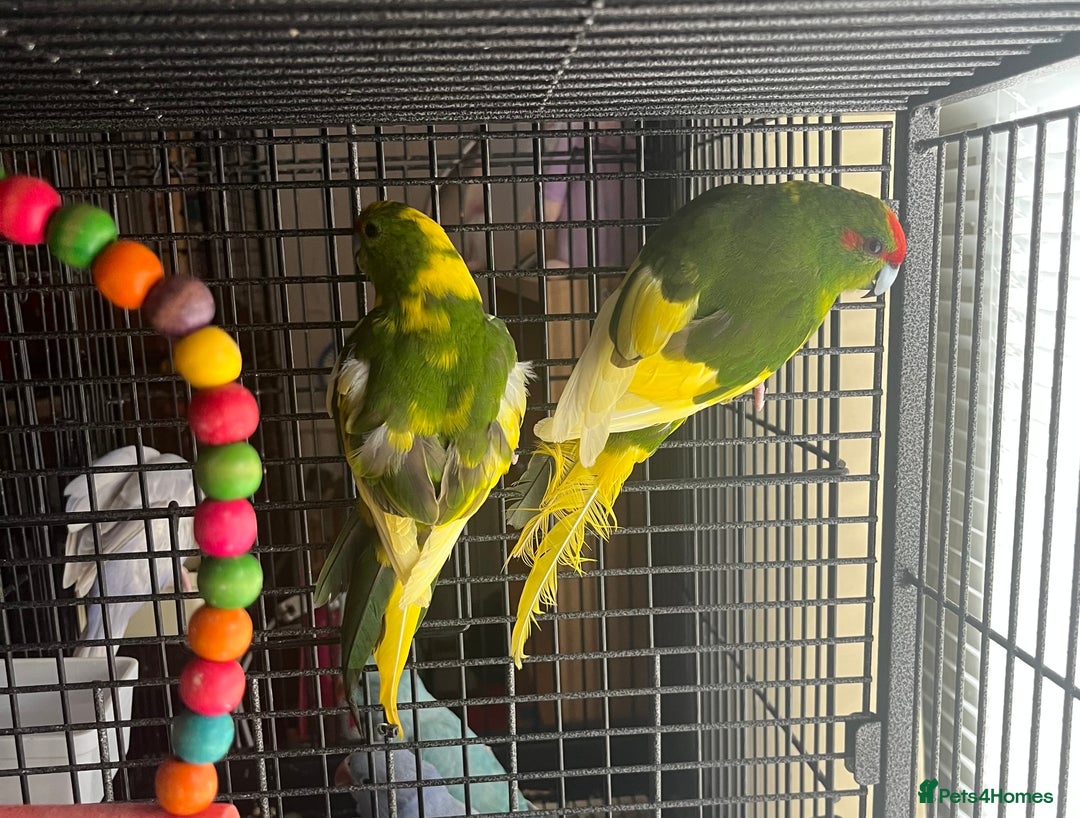 Parakeets birds for sale: Green pied pair kakarikis - Image 4