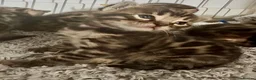 Bengal cats for sale: ✨Pedigree Kittens Looking For New Homes✨  - Advert 3