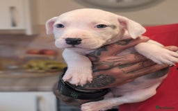 Staffordshire Bull Terrier dogs for sale: Blue/blue&white staffs - Image 37