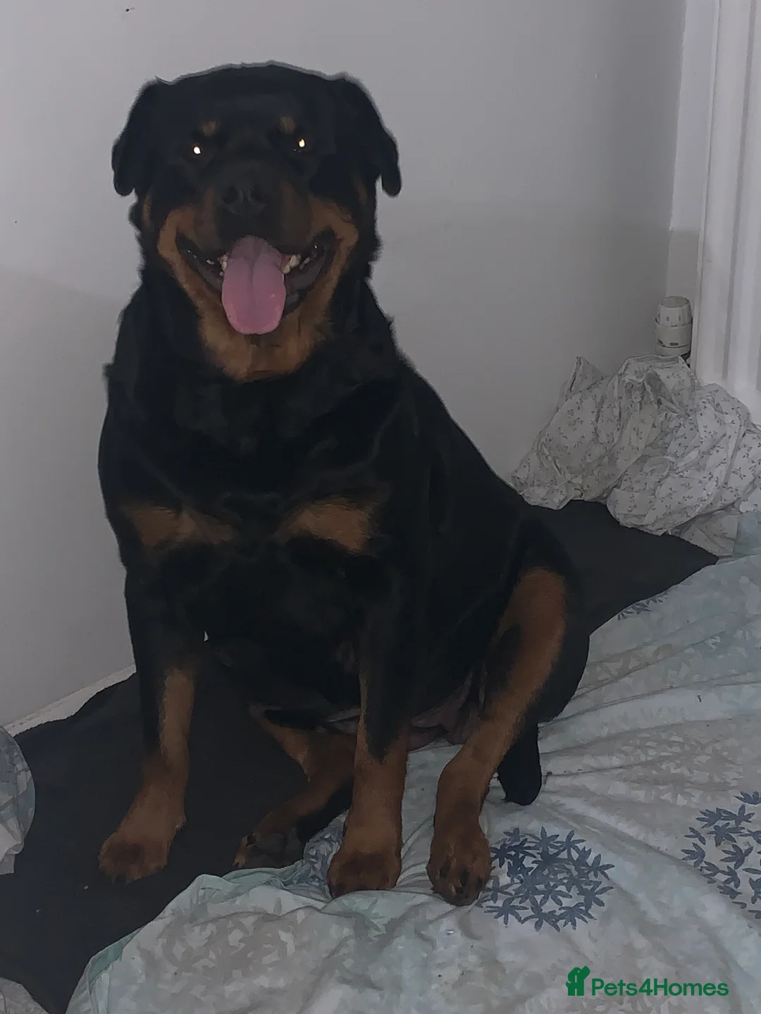 Mixed Breed dogs for sale: Rottweiler x American bull staffie - Advert 8