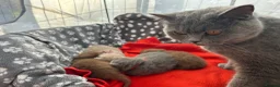 British Longhair cats for sale: Chunky BLH Chocolate Boy - Advert 8