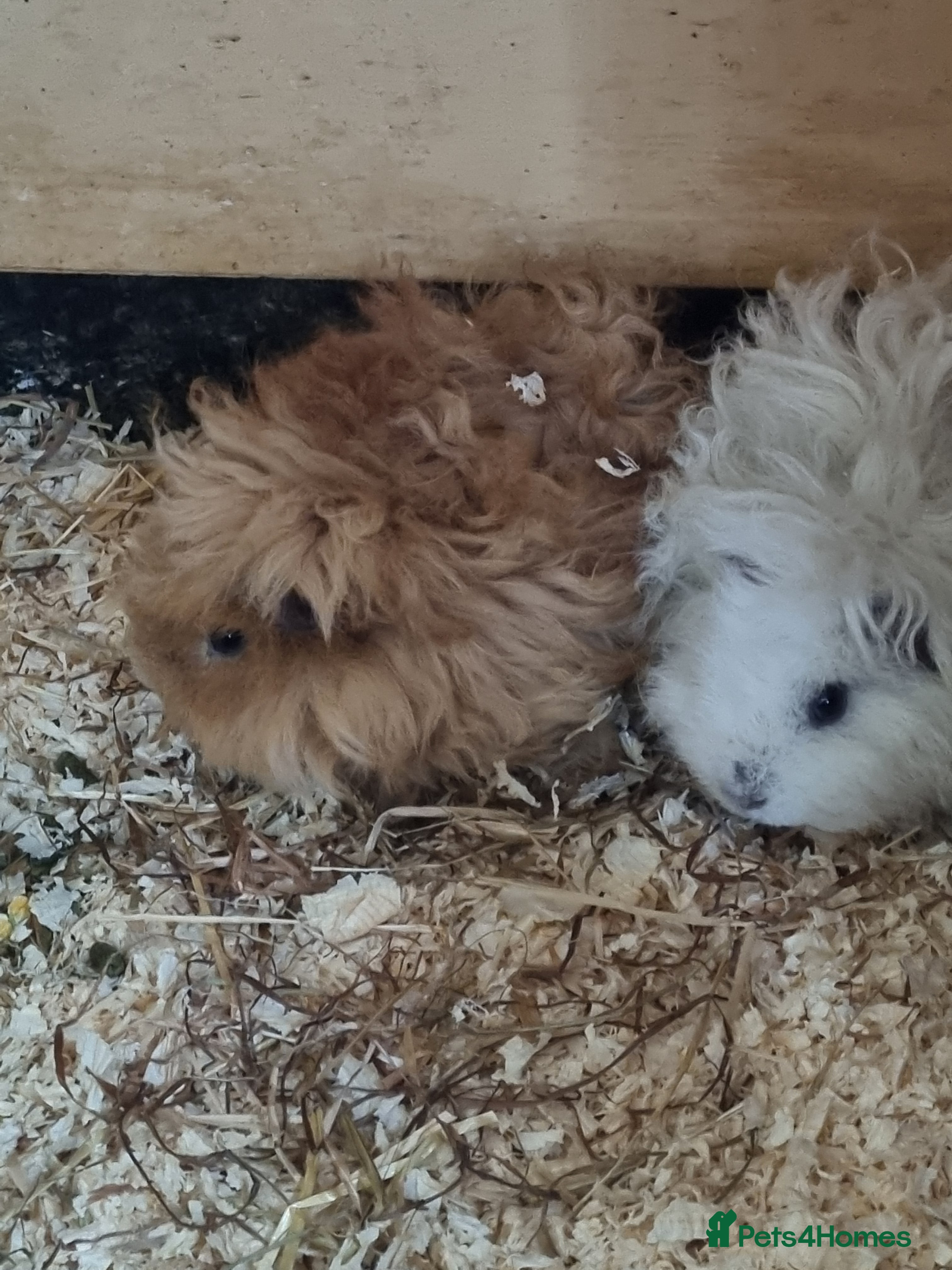 Guinea Pig rodents Gorgeous baby lunkarya guinea pigs  - Advert 2