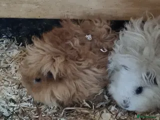 Guinea Pig rodents Gorgeous baby lunkarya guinea pigs - Advert 2