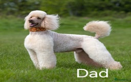 Standard Poodle dogs for sale: Standard Poodle Puppies READY TO LEAVE NOW  - Image 21