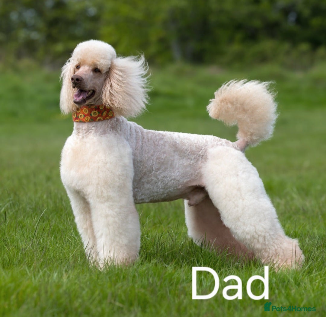 Standard Poodle dogs for sale: Standard Poodle Puppies READY TO LEAVE NOW  - Image 21