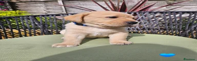 Labrador Retriever 3