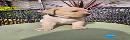Labrador Retriever dogs for sale: Golden Labrador Puppies - Advert 14