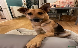 Mixed Breed dogs for adoption: Stunning Alfonz ready for love - Image 8