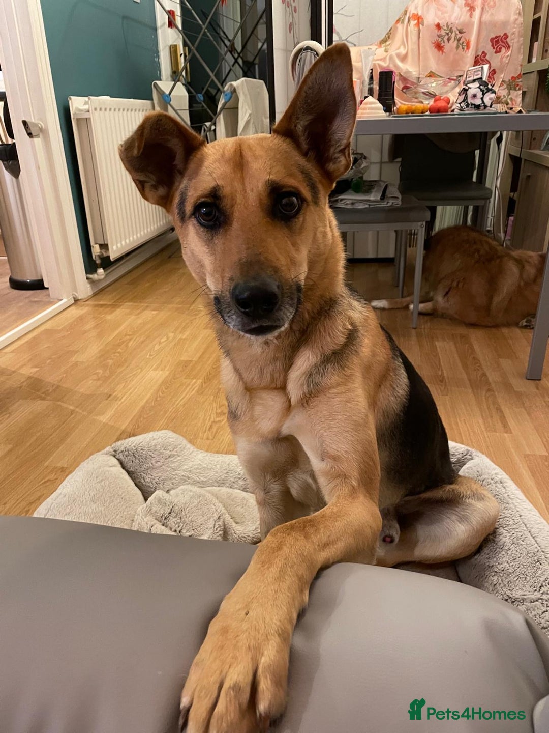 Mixed Breed dogs for adoption: Stunning Alfonz ready for love - Image 8