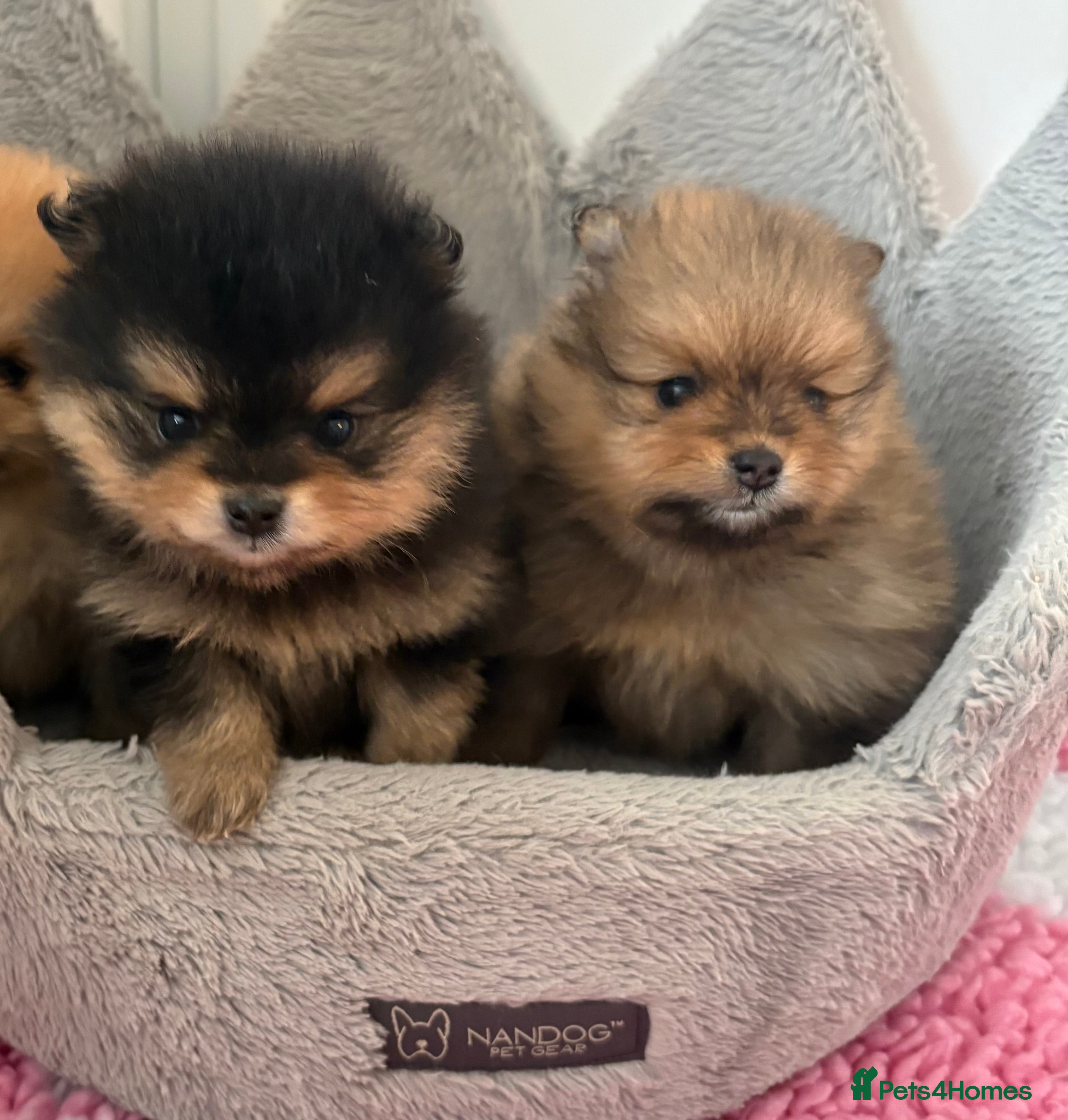 Pomeranian dogs Rkc Pomeranian Puppys looking for 5* homes - Advert 9