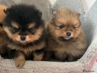 Pomeranian dogs Rkc Pomeranian Puppys looking for 5* homes - Advert 9