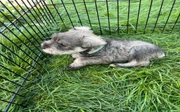 Miniature Schnauzer dogs for sale: KC Reg Miniature Schnauzer BVA Puppies - Image 8