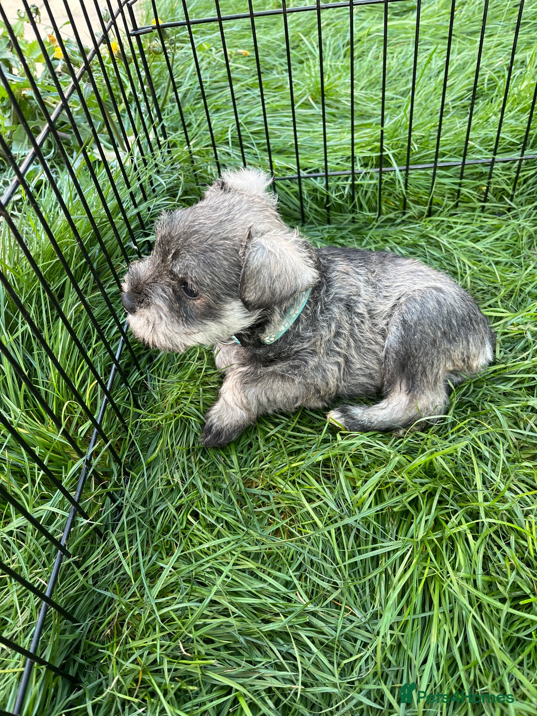 Miniature Schnauzer dogs for sale: KC Reg Miniature Schnauzer BVA Puppies - Image 8