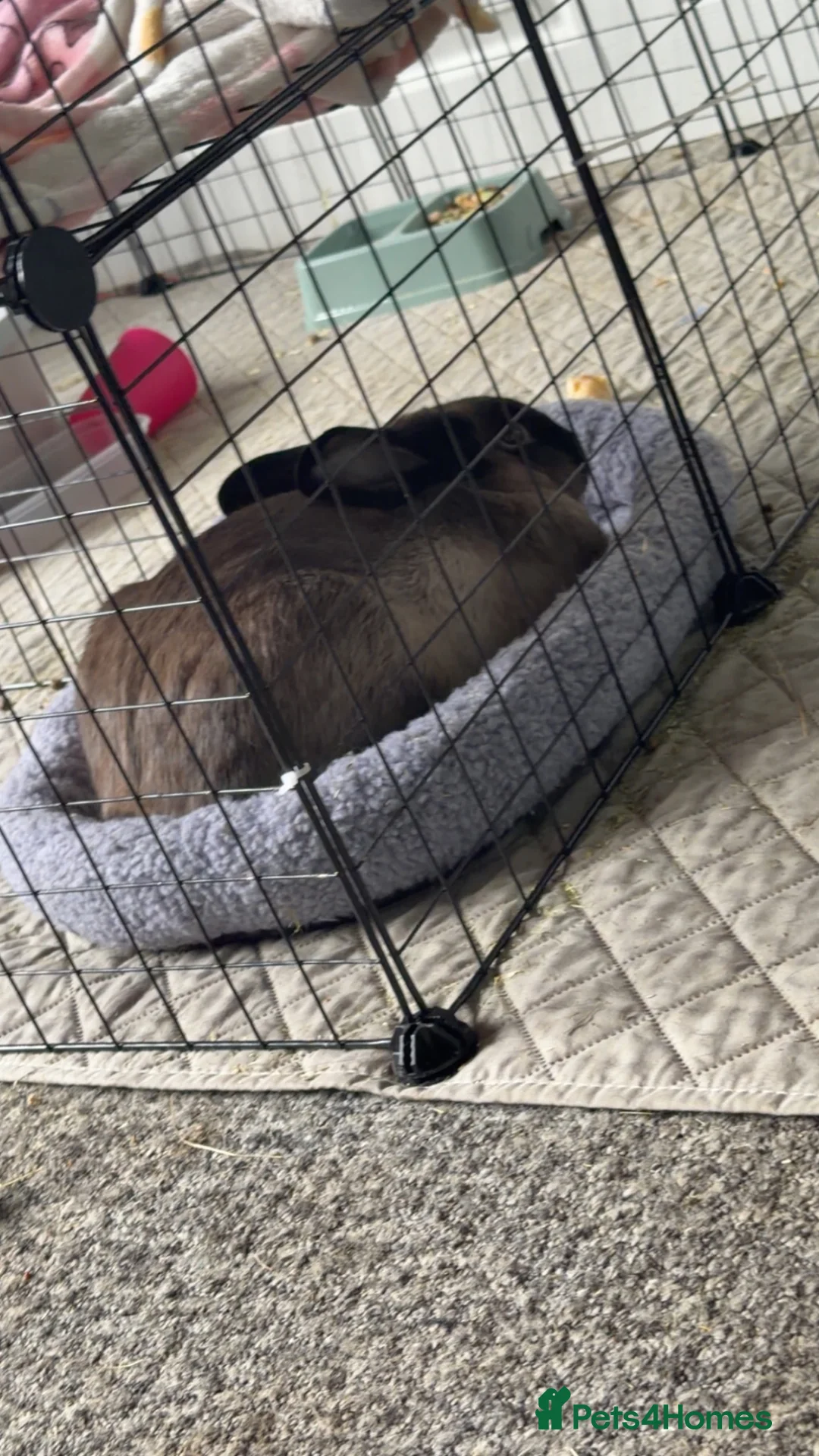 Mixed Breed rabbits for sale: Rabbit for sale  in Bedford - Advert 2