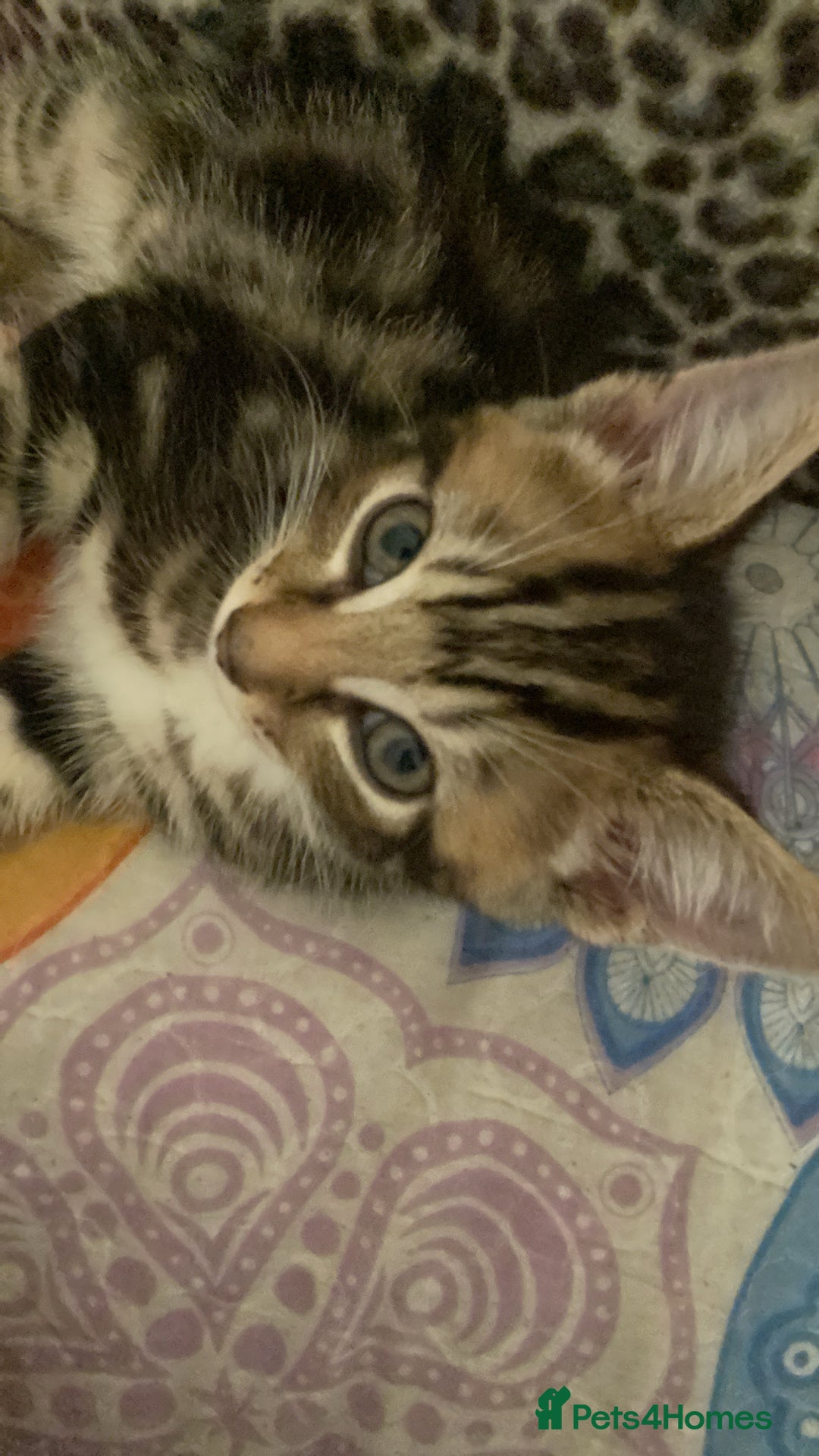 British Shorthair cats for sale: Kittens  - Image 2