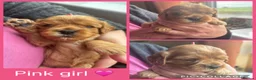 Cavapoo dogs for sale: Cavapoo puppies  - Advert 1
