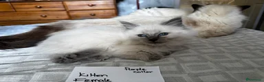 Ragdoll Kitten 11