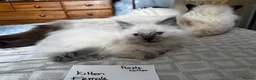 Ragdoll cats for sale: Beautiful Ragdoll kittens - Advert 17