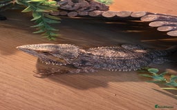 Bearded Dragon reptiles for sale: Travis the Bearded Dragon plus setup  - Image 9