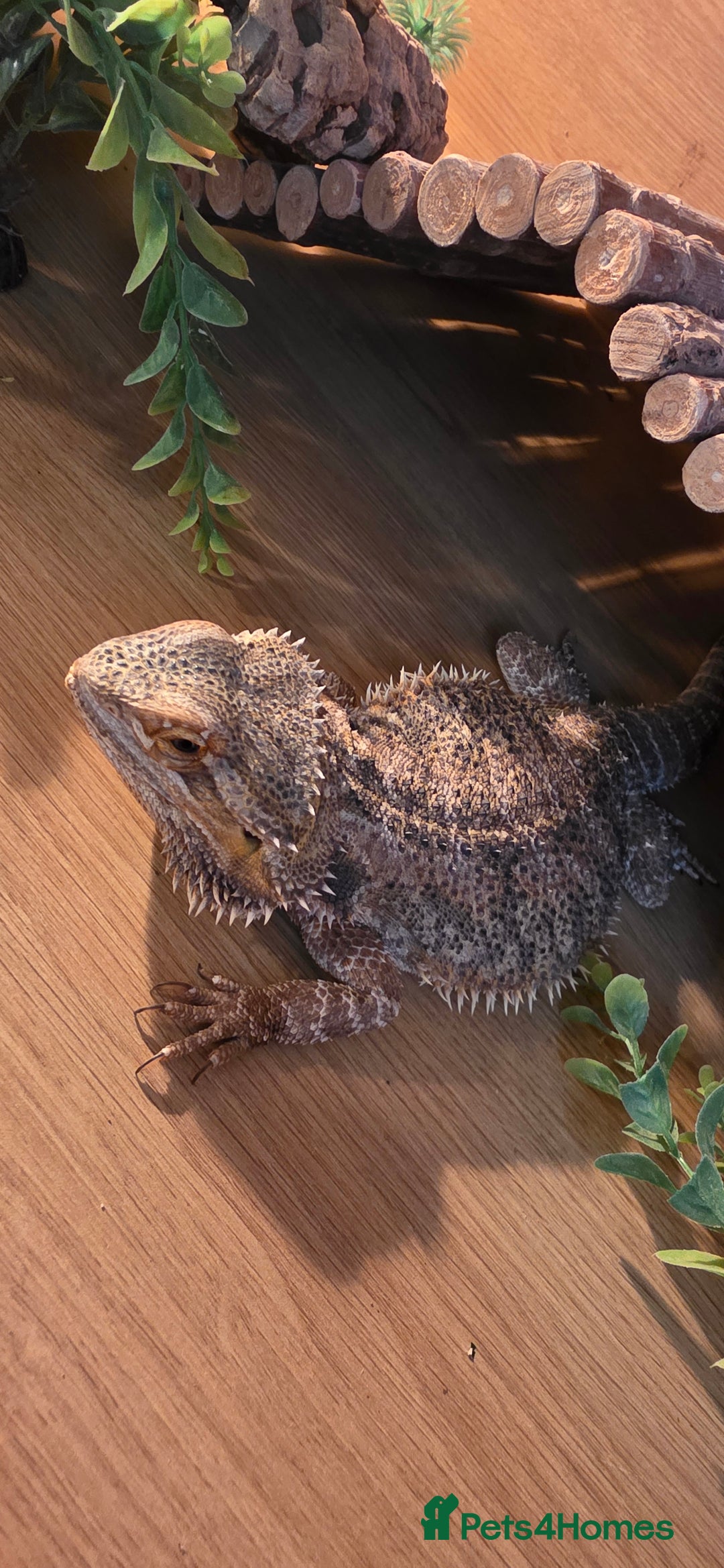 Bearded Dragon reptiles for sale: Travis the Bearded Dragon plus setup  - Image 9