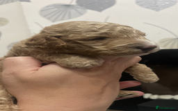 Cockapoo dogs for sale: F1b cockapoo puppies ready now - Advert 12