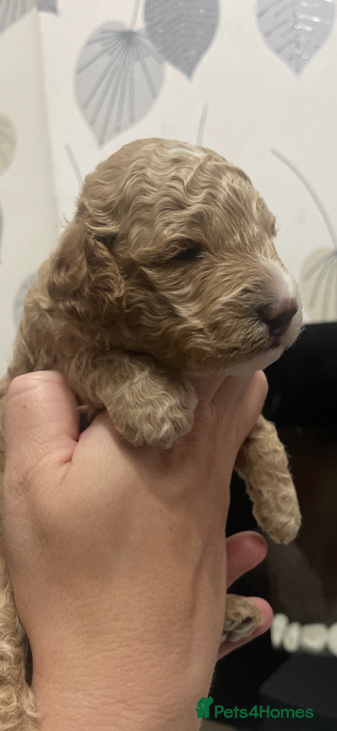 Cockapoo dogs for sale: F1b cockapoo puppies ready now - Advert 12