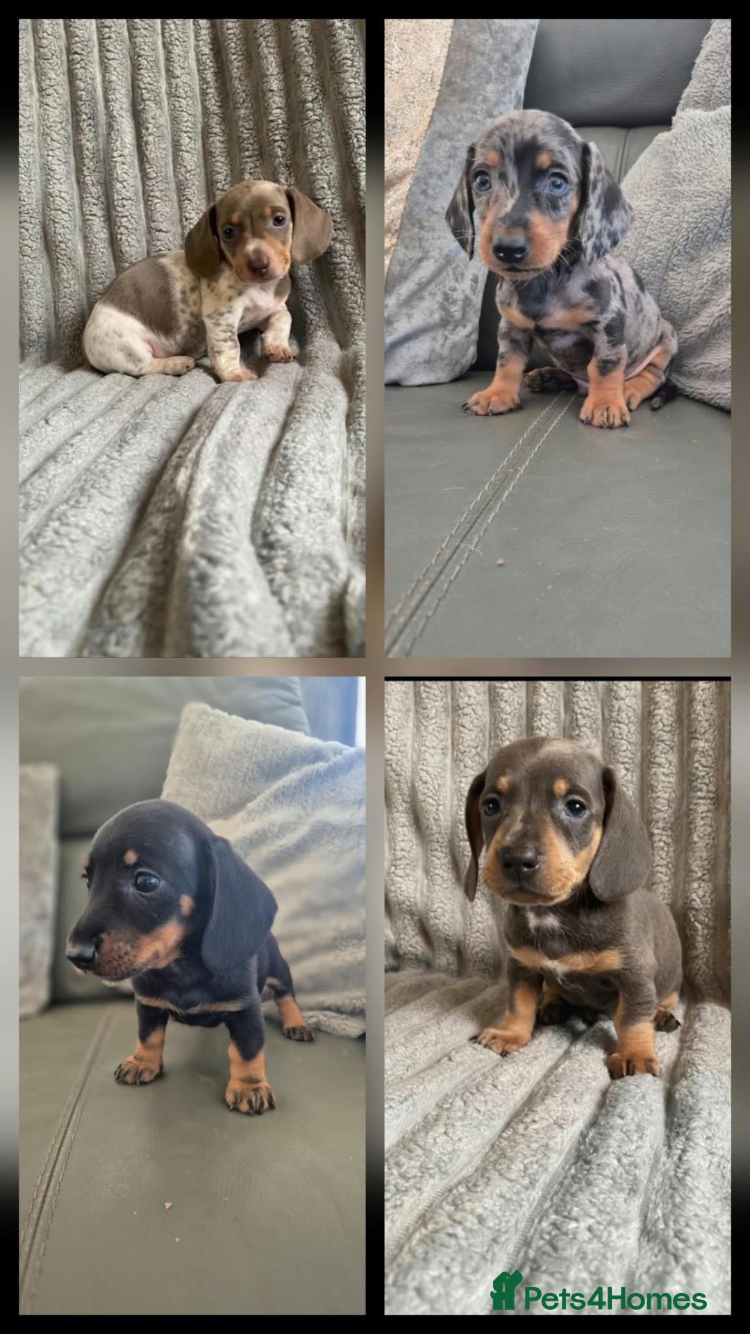 Miniature Dachshund dogs Dachshund pups - ready next week - Advert 11
