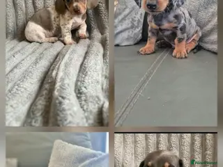 Miniature Dachshund dogs Dachshund pups - ready next week - Advert 11