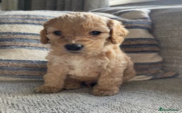 Cockapoo dogs for sale: F2 cockapoos for sale - Image 2