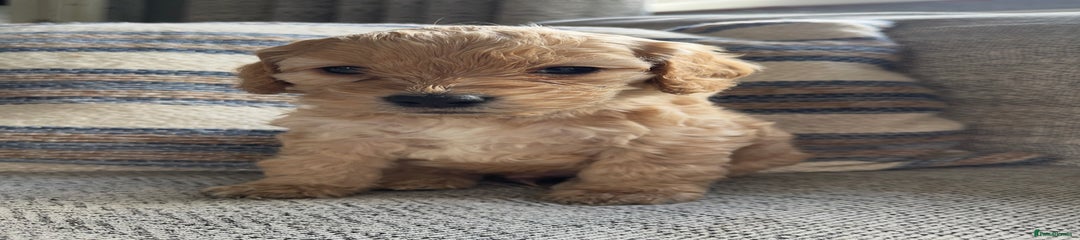 Cockapoo Puppy 3