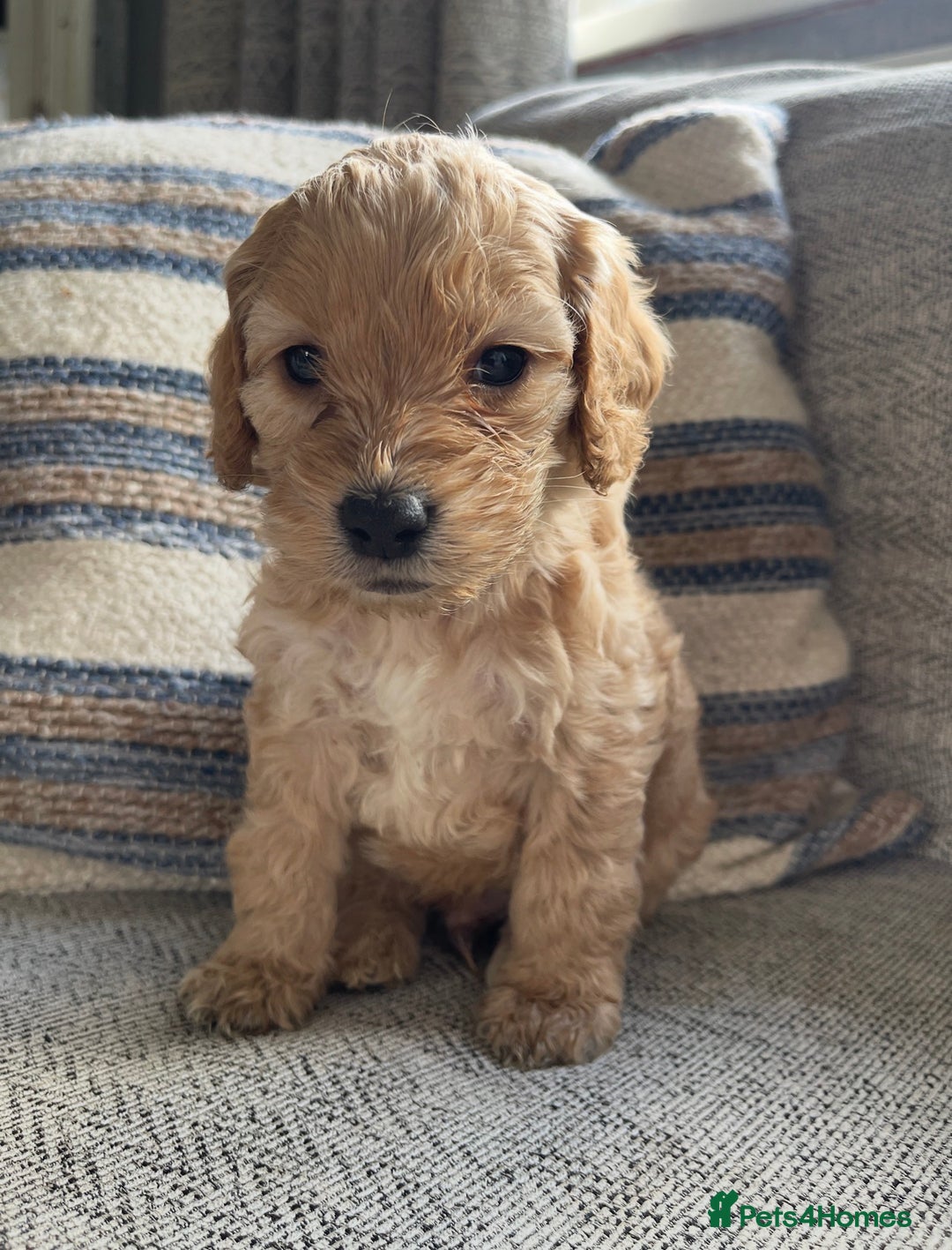 Cockapoo dogs for sale: F2 cockapoos for sale - Image 2