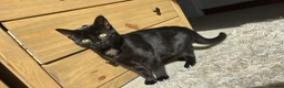 Mixed Breed cats for sale: Tiny kittens  - Advert 1