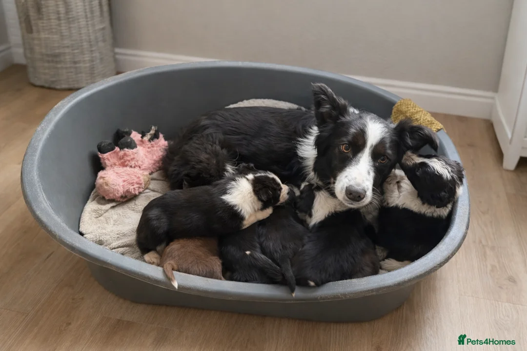 Border Collie dogs for sale: Border Collie Puppies  - Advert 10