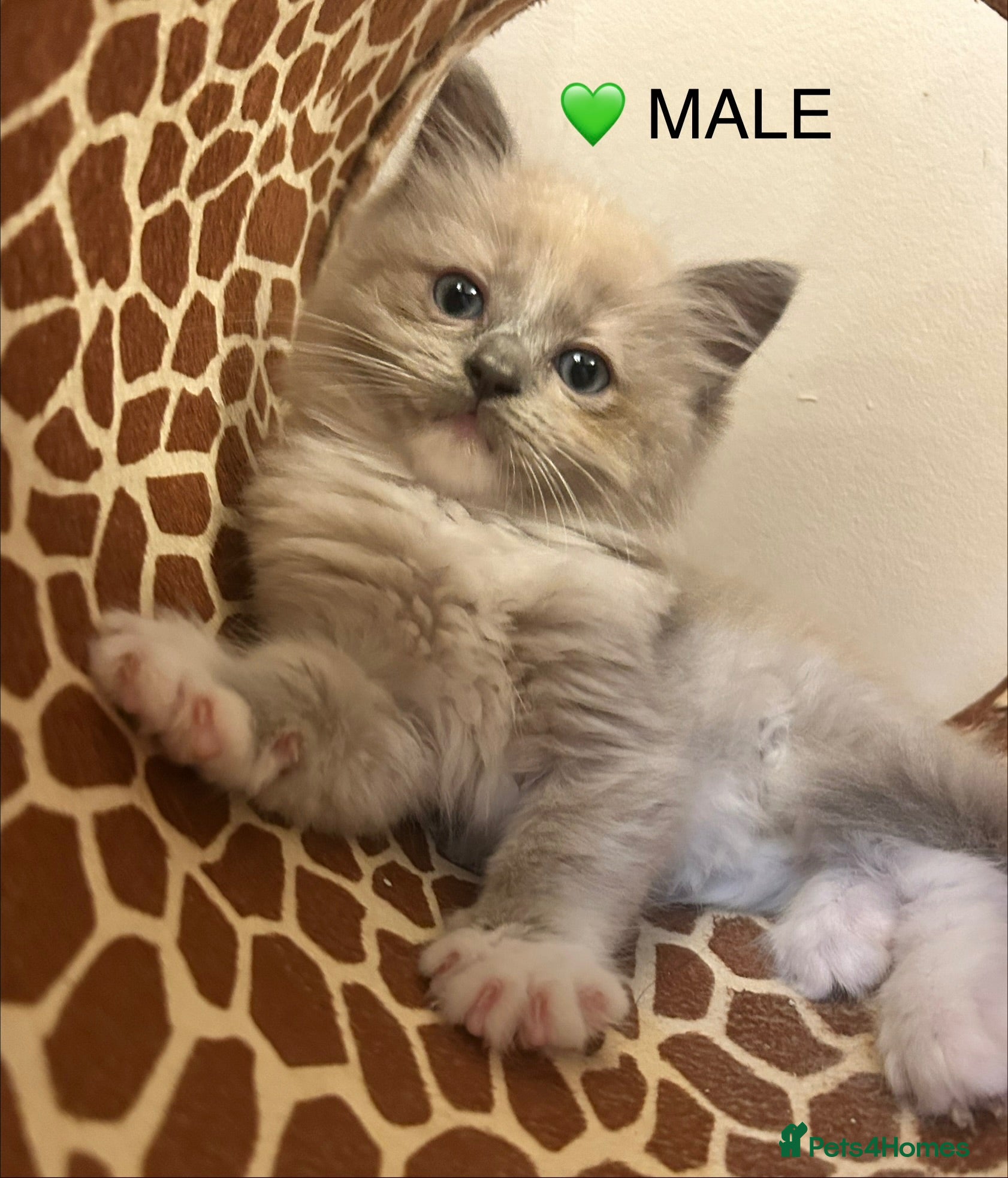 Ragdoll cats 😻 STUNNING RAGDOLL KITTENS 😻 READY THIS WEEK 😻 - Advert 2