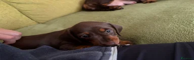 Dachshund 1