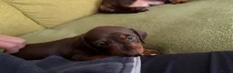 Dachshund dogs for sale: Smooth Dachshund Pups - Dapple & Brown/Tan - Devon - Advert 13