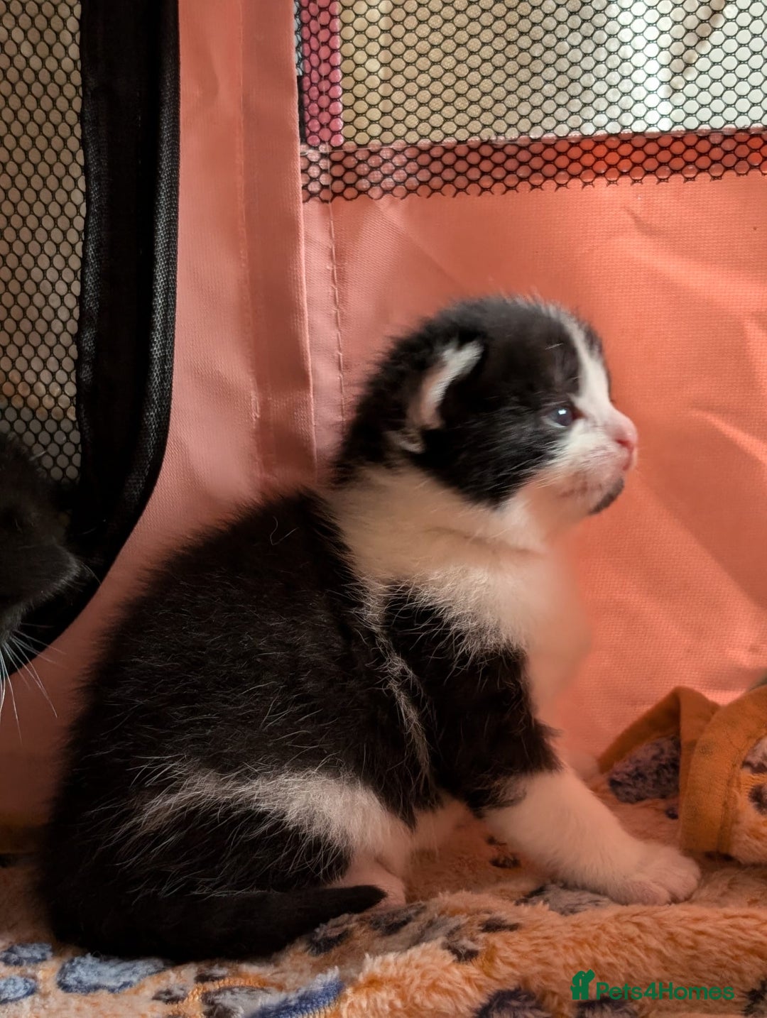 Mixed Breed cats for sale: Beautiful babies  - Image 6