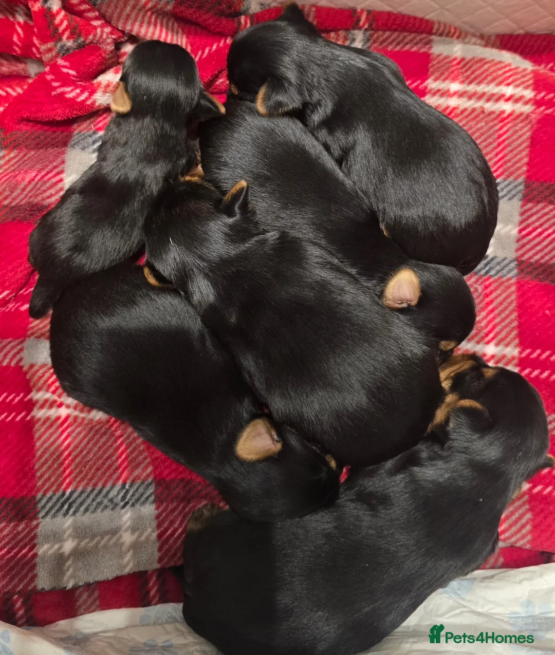 Yorkshire Terrier dogs for stud: Super small Yorkie with short muzzle DNA tested in Sheffield - Advert 29