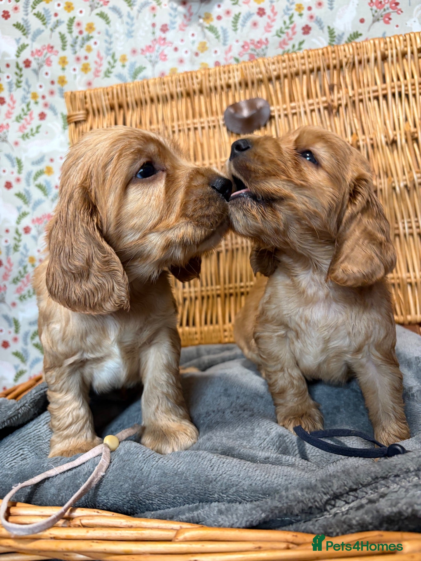 Cocker Spaniel dogs for sale: KC show type cocker spaniel (licensed breeder✨)  - Advert 10
