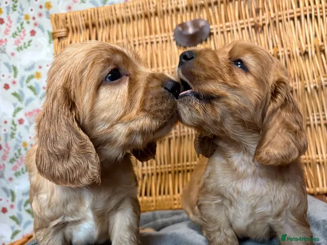 Cocker Spaniel dogs for sale: KC show type cocker spaniel (licensed breeder✨) - Advert 10