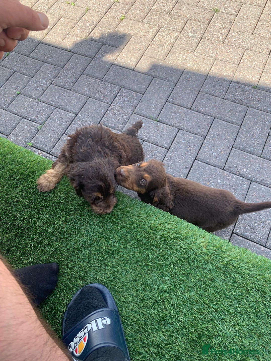 Cockapoo dogs for sale: ((Ready now))F1b cockerpoo puppies  - Image 9