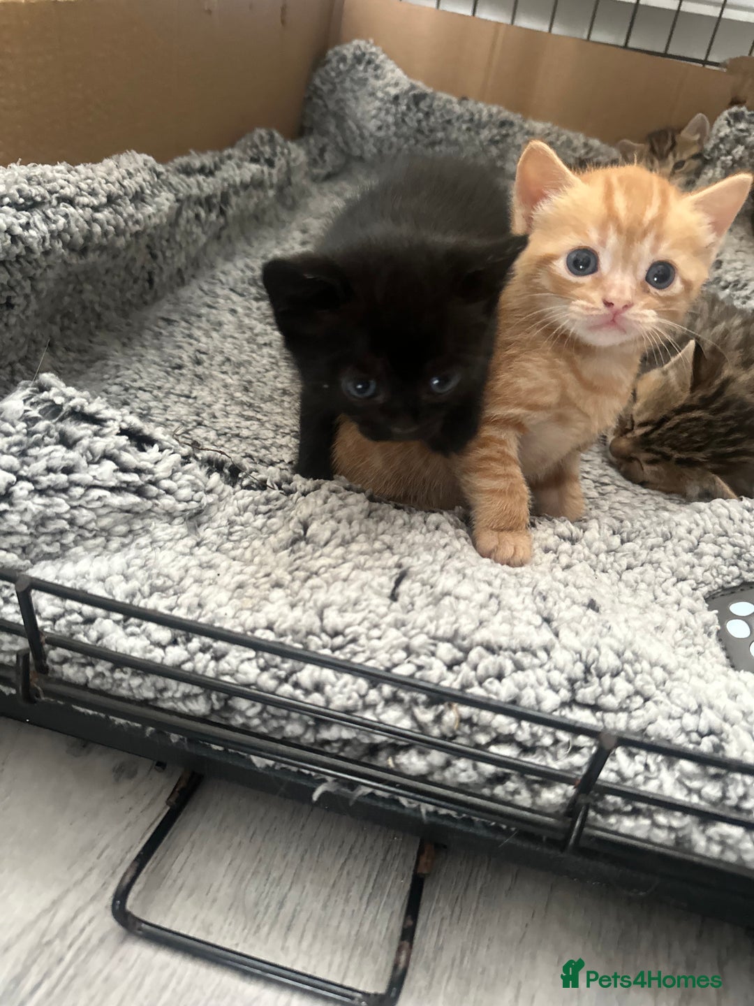 Mixed Breed cats for sale: 2 beautiful kittens for sale  - Image 5
