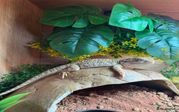 Bearded Dragon reptiles for sale: Pigmy Bearded dragon and home £100 - Image 3